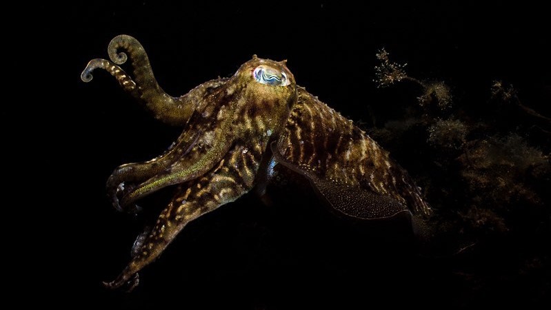 Dany Ros cuttlefish 2