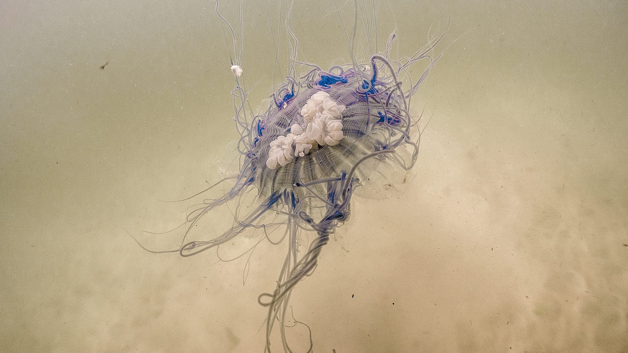 Dany Ros jellyfish