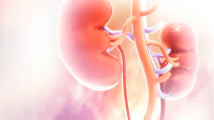 kidney%20function.jpg