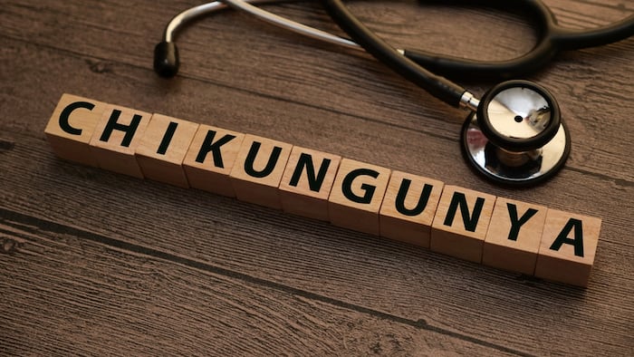 Chikungunya Text Words Written on Wooden Blocks